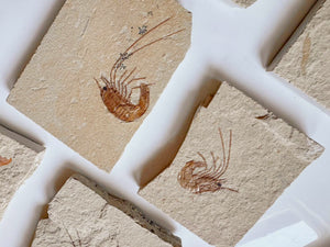 Shrimp Fossil || Hjoula Lebanon