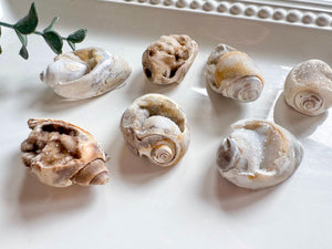 Spiralite Fossilized Druzy Seashell || India