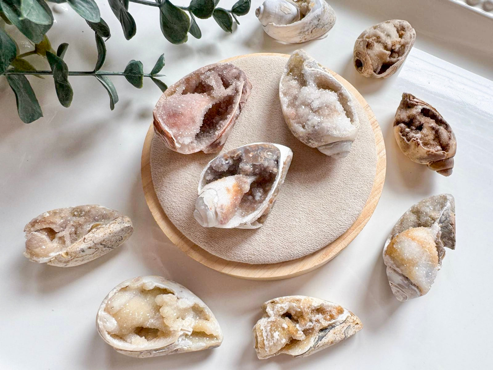 Spiralite Fossilized Druzy Seashell || India