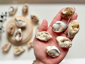 Spiralite Fossilized Druzy Seashell || India