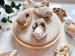Spiralite Fossilized Druzy Seashell || India