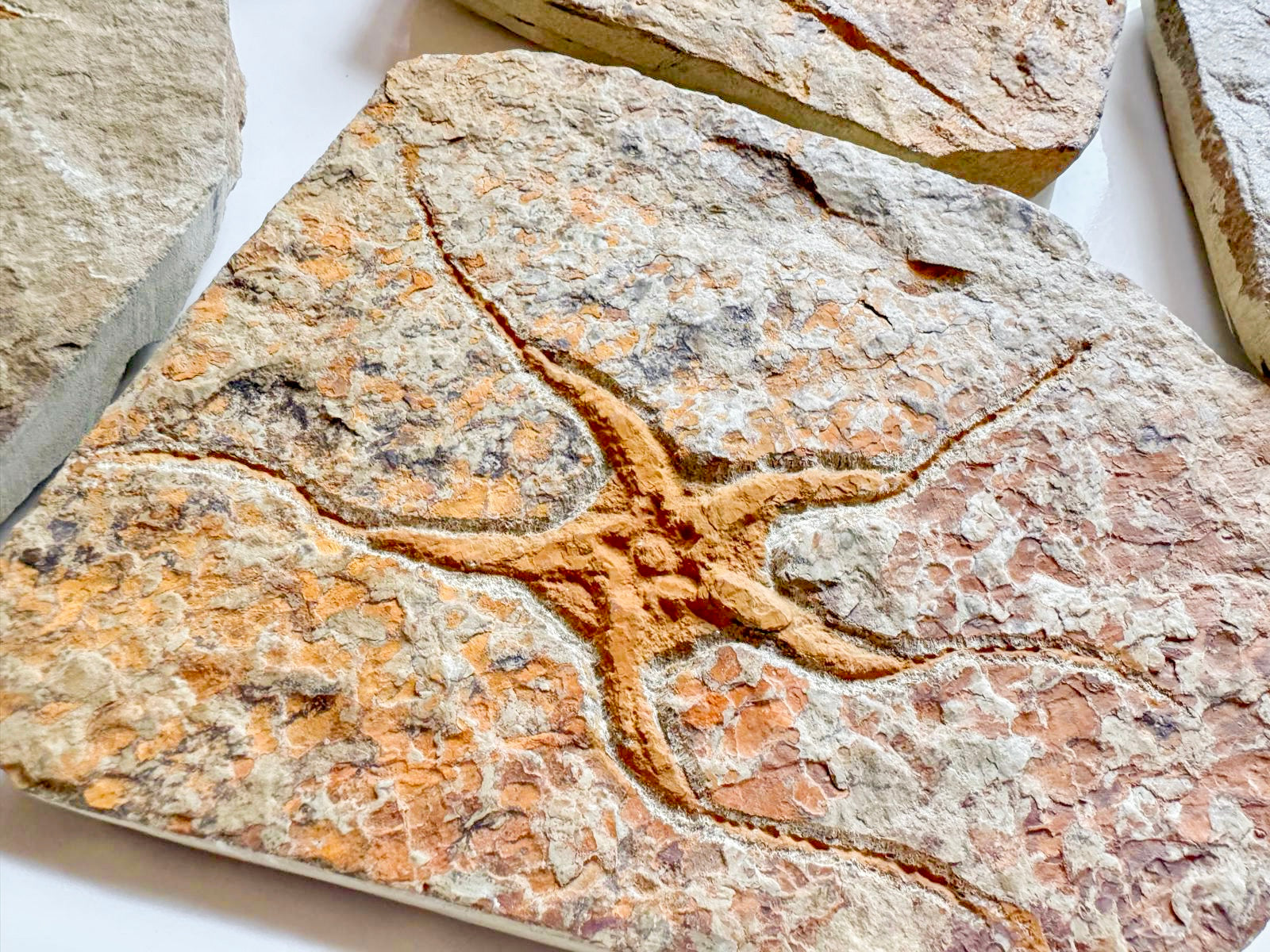 Starfish Furcaster Fossil || Morocco