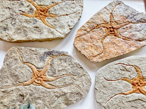 Starfish Furcaster Fossil || Morocco