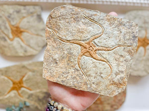 Starfish Furcaster Fossil || Morocco