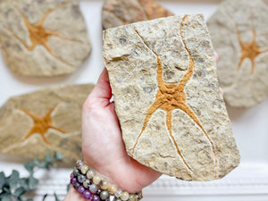 Starfish Furcaster Fossil || Morocco