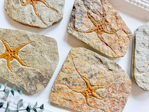 Starfish Furcaster Fossil || Morocco