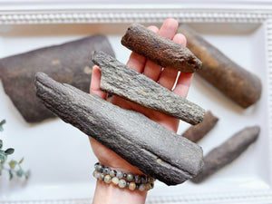 Whale Bone || South Carolina