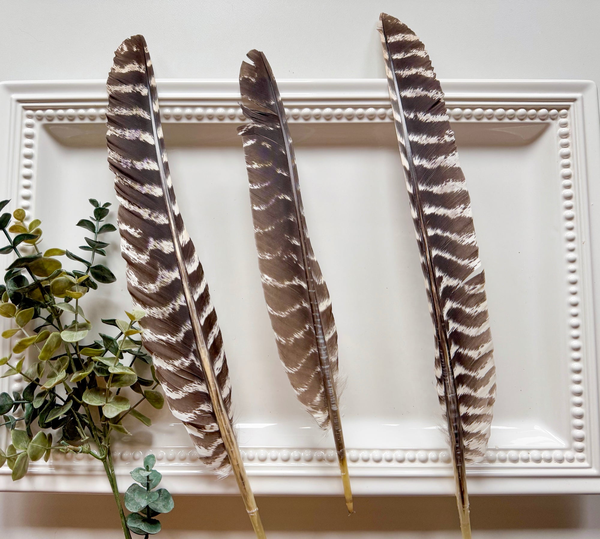 Wisconsin Striped Turkey Tail Feather
