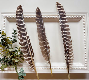 Wisconsin Striped Turkey Tail Feather