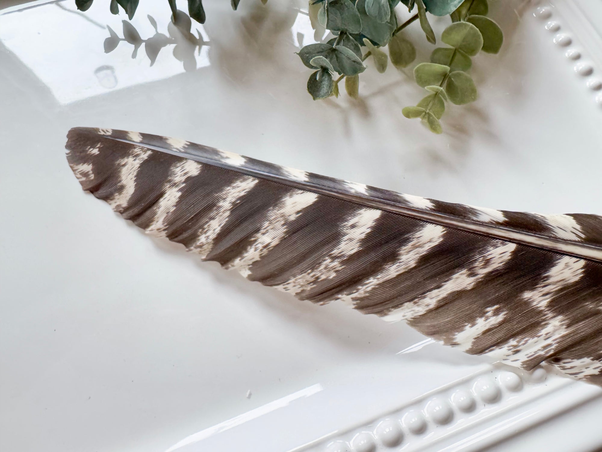 Wisconsin Striped Turkey Tail Feather