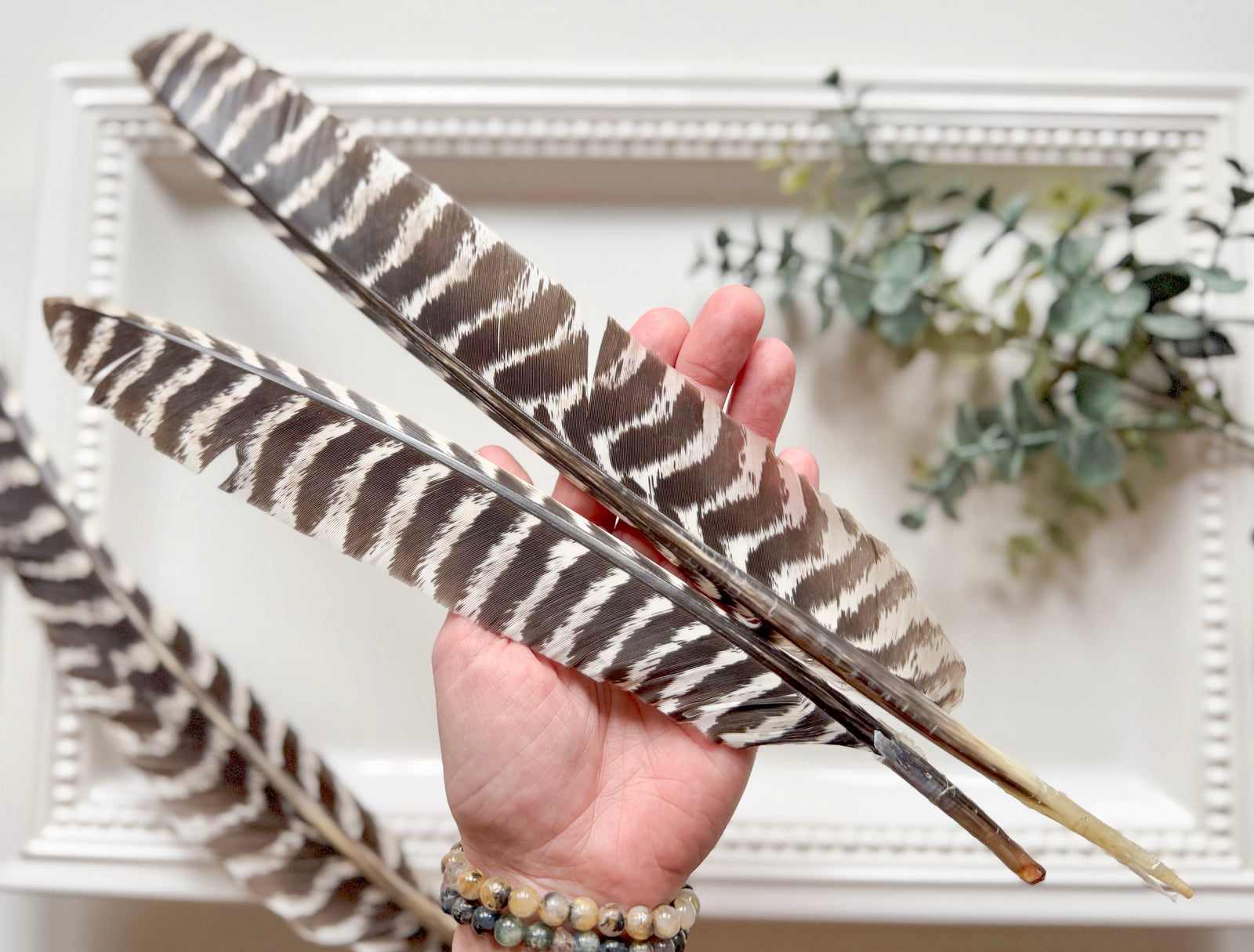 Wisconsin Striped Turkey Tail Feather