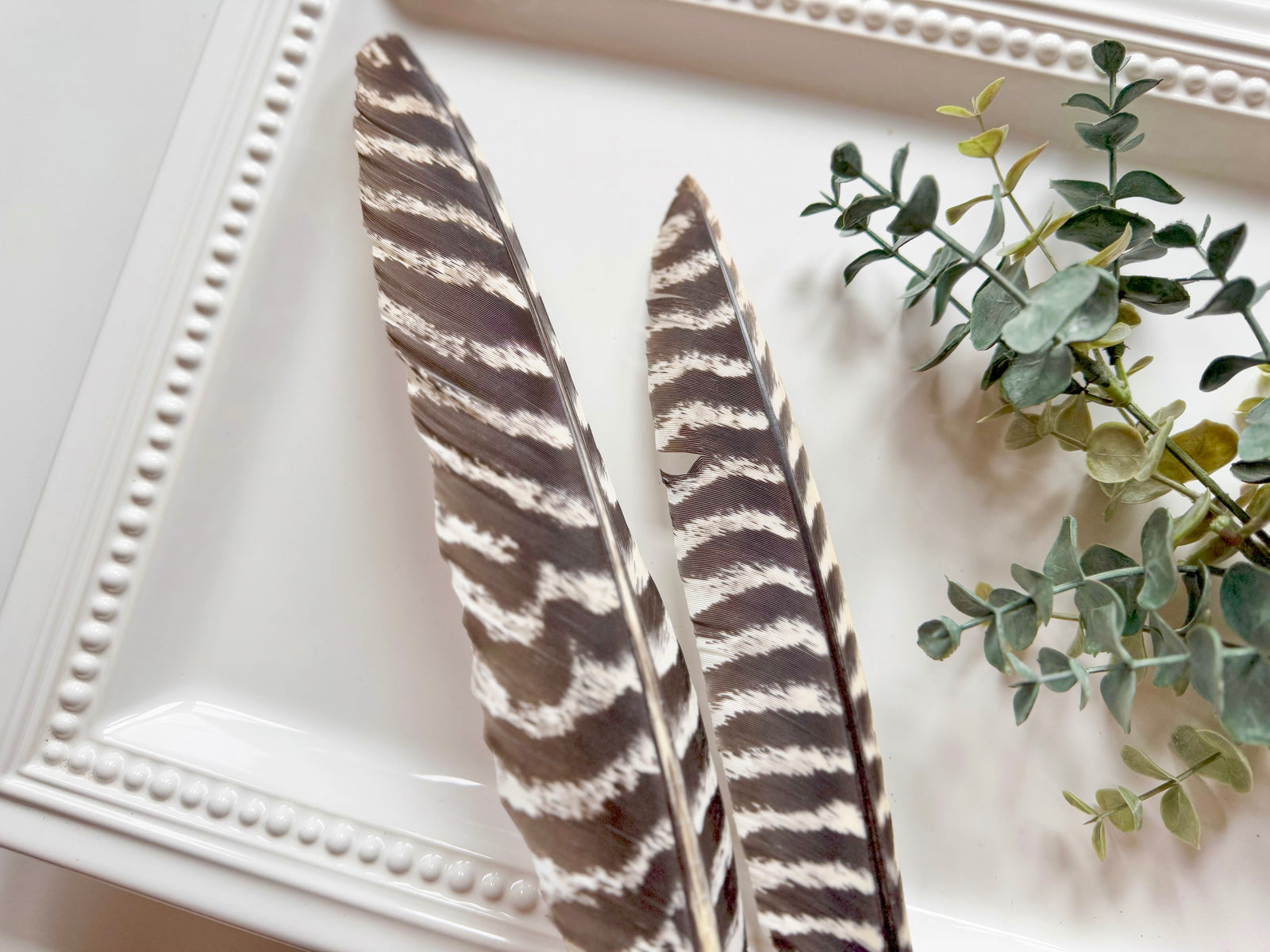 Wisconsin Striped Turkey Tail Feather