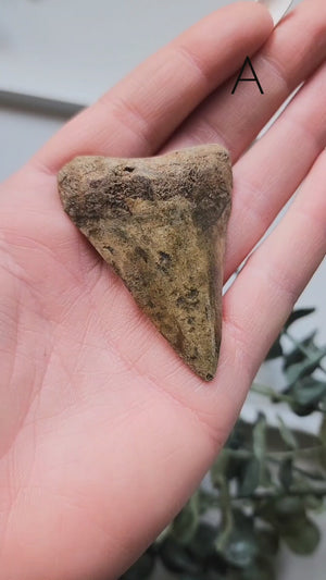 Megalodon Shark Tooth Fossil || Indonesia