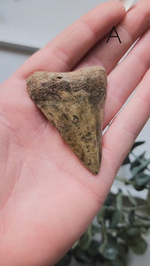 Megalodon Shark Tooth Fossil || Indonesia