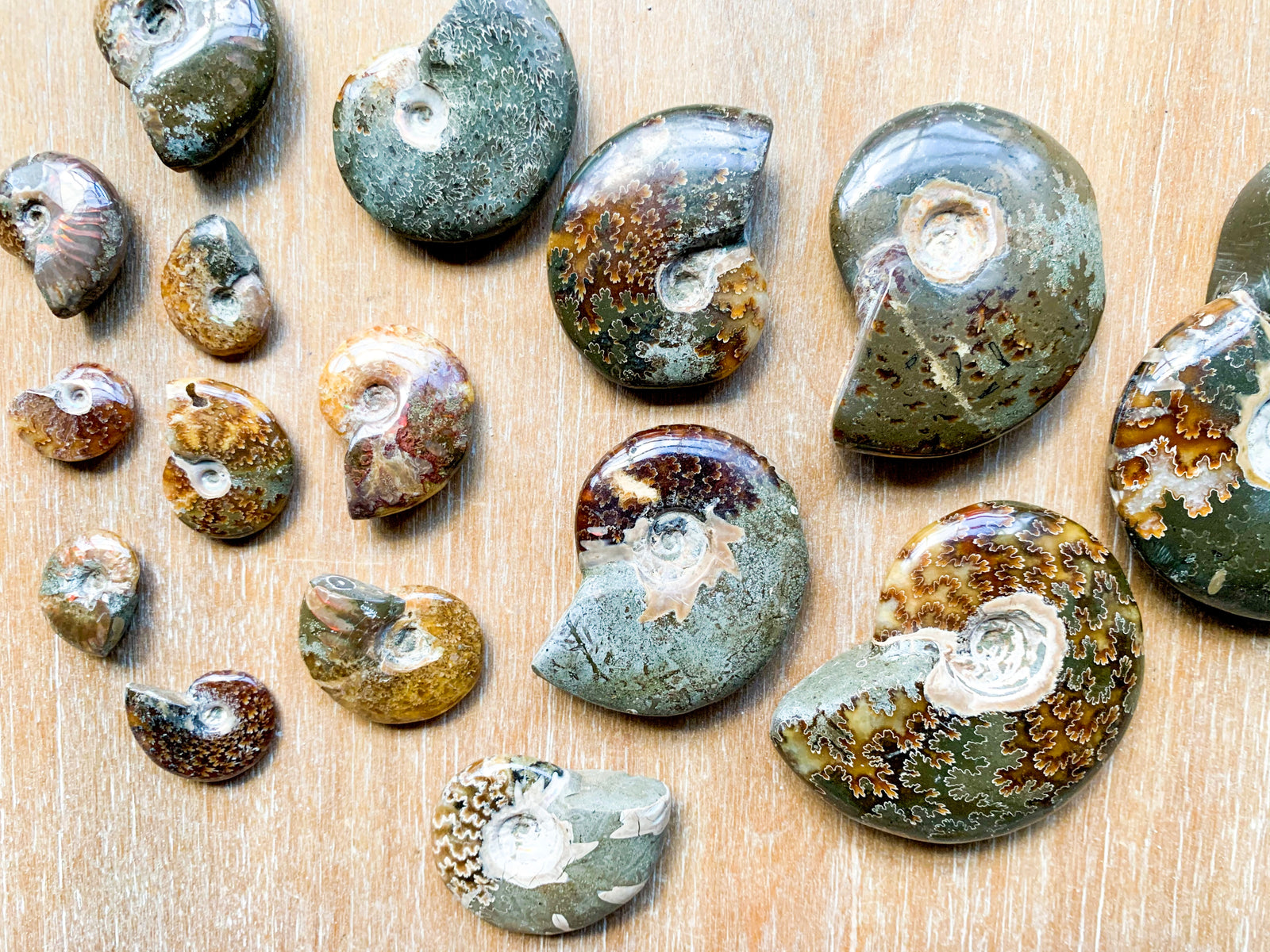 Ammonites