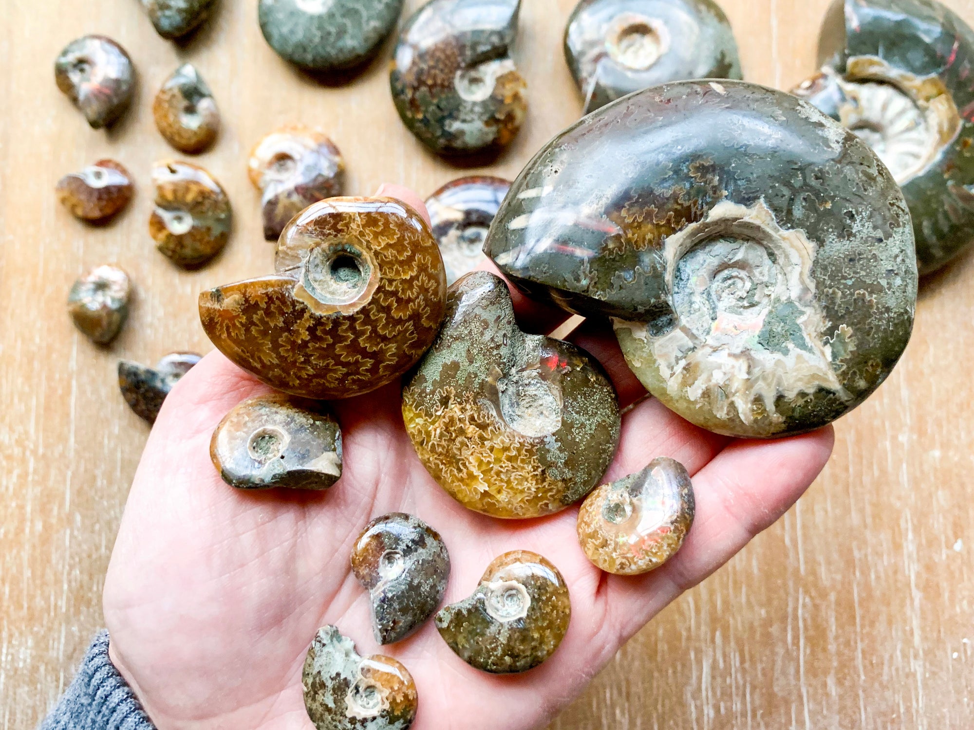 Ammonites