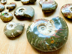 Ammonites