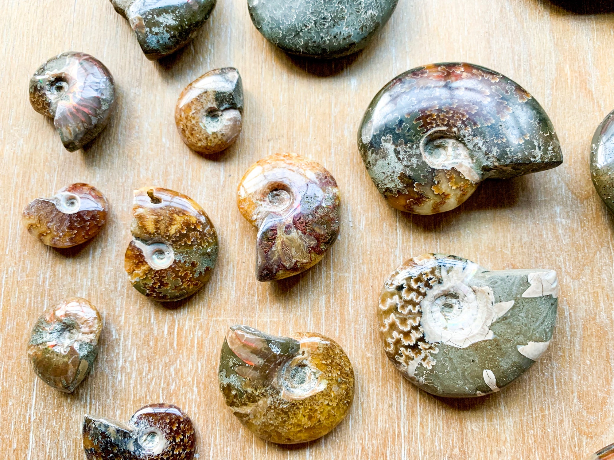 Ammonites