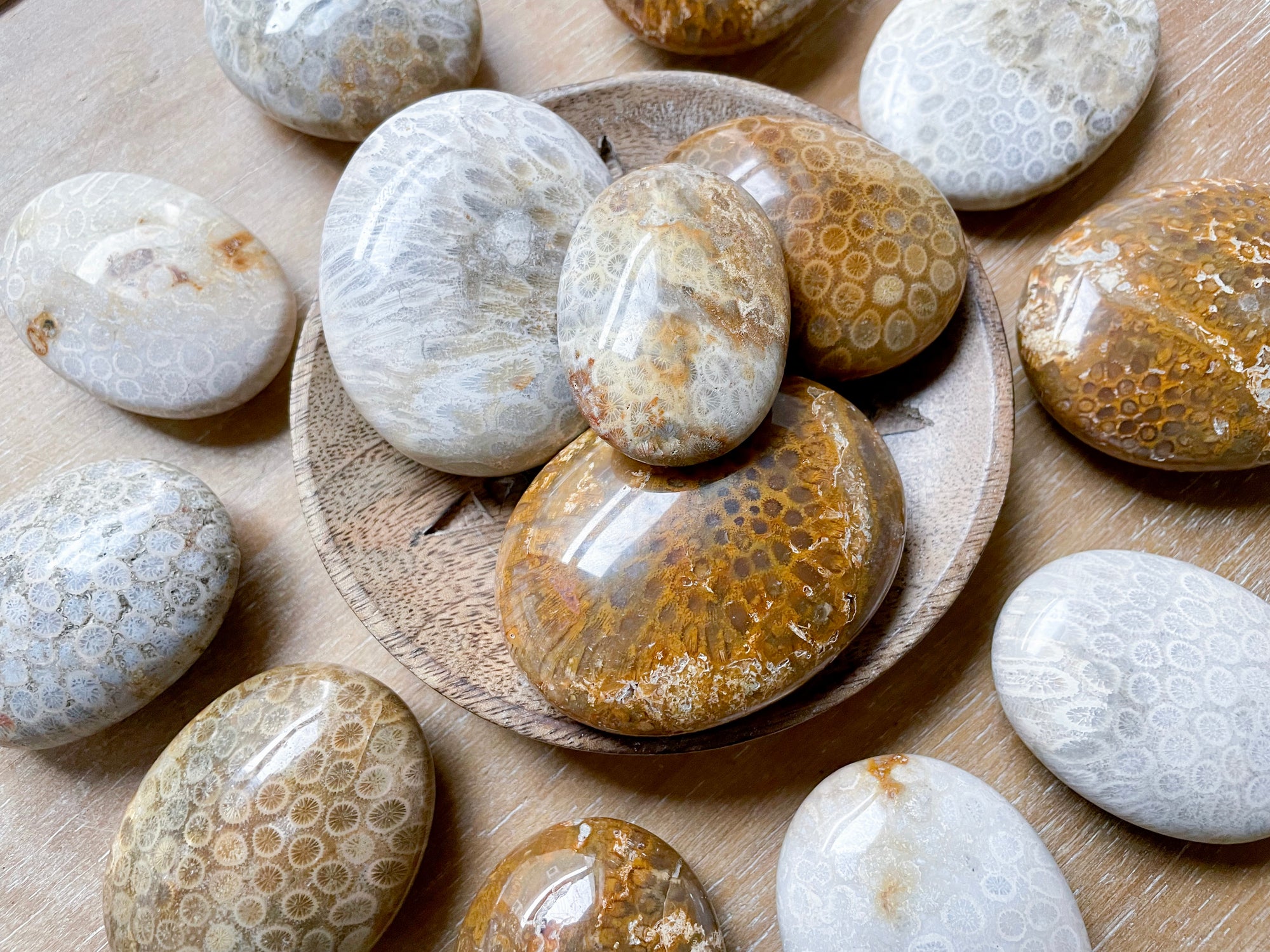 Fossilized Coral Palm Stone