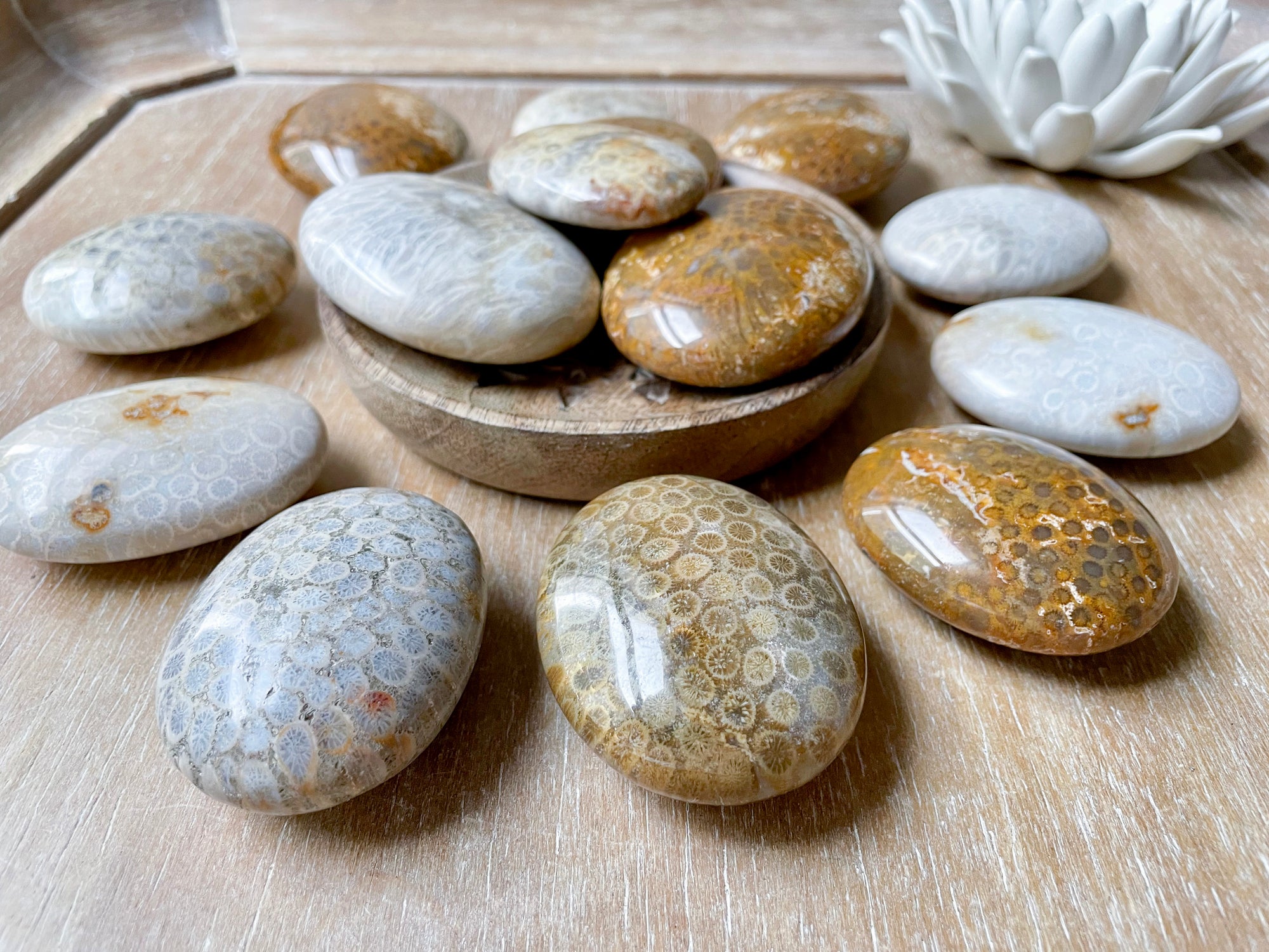 Fossilized Coral Palm Stone