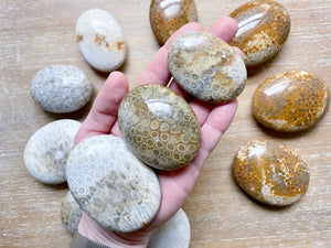 Fossilized Coral Palm Stone