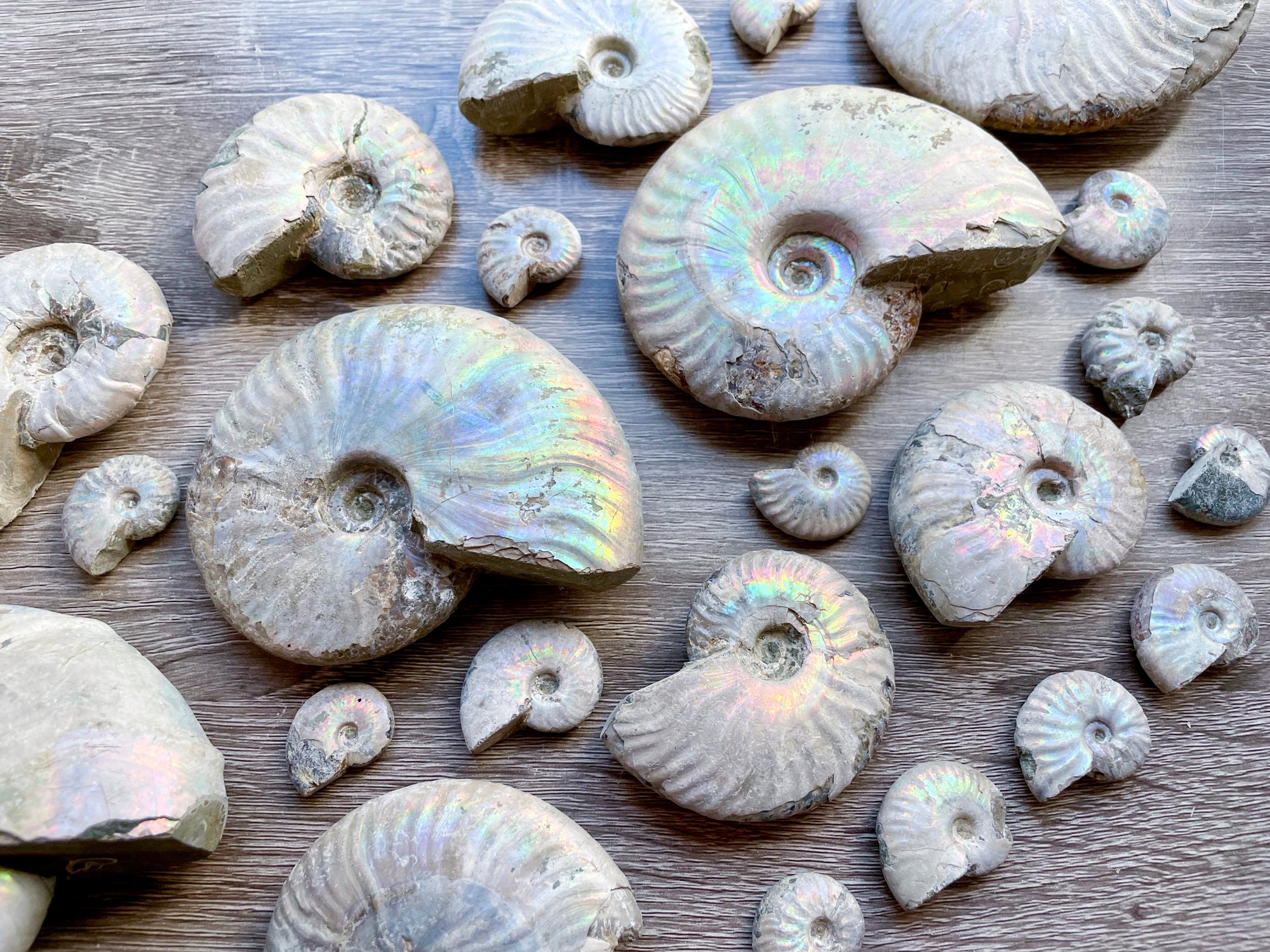 Opalescent Ammonite