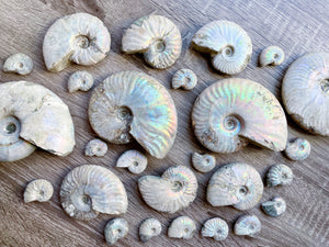 Opalescent Ammonite