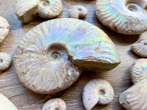 Opalescent Ammonite