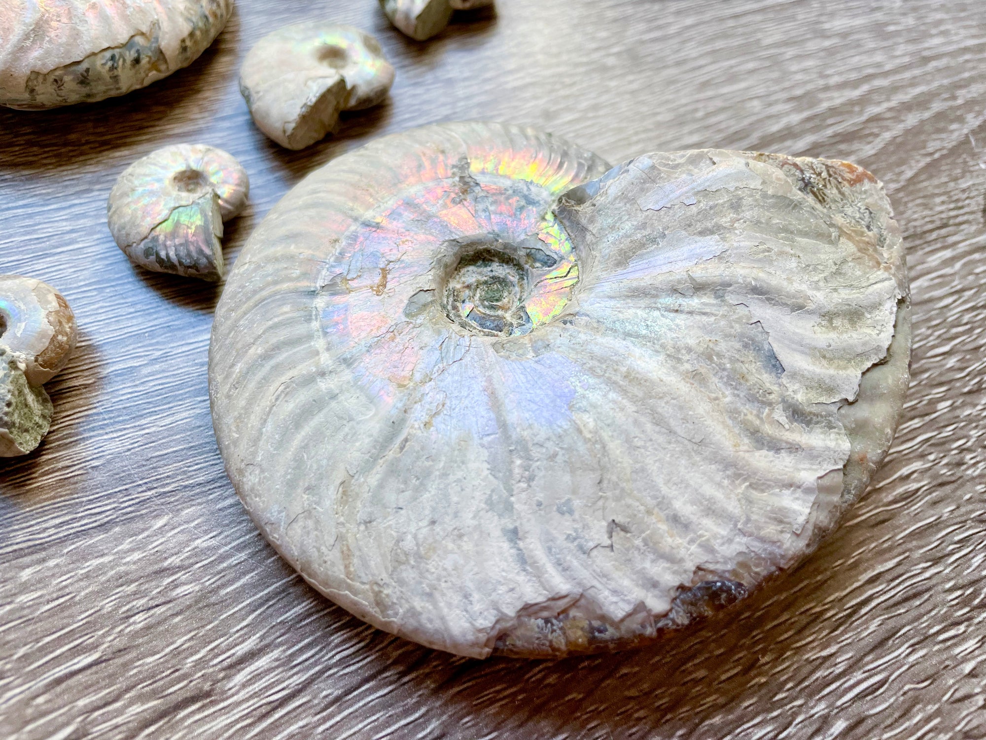 Opalescent Ammonite