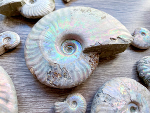 Opalescent Ammonite