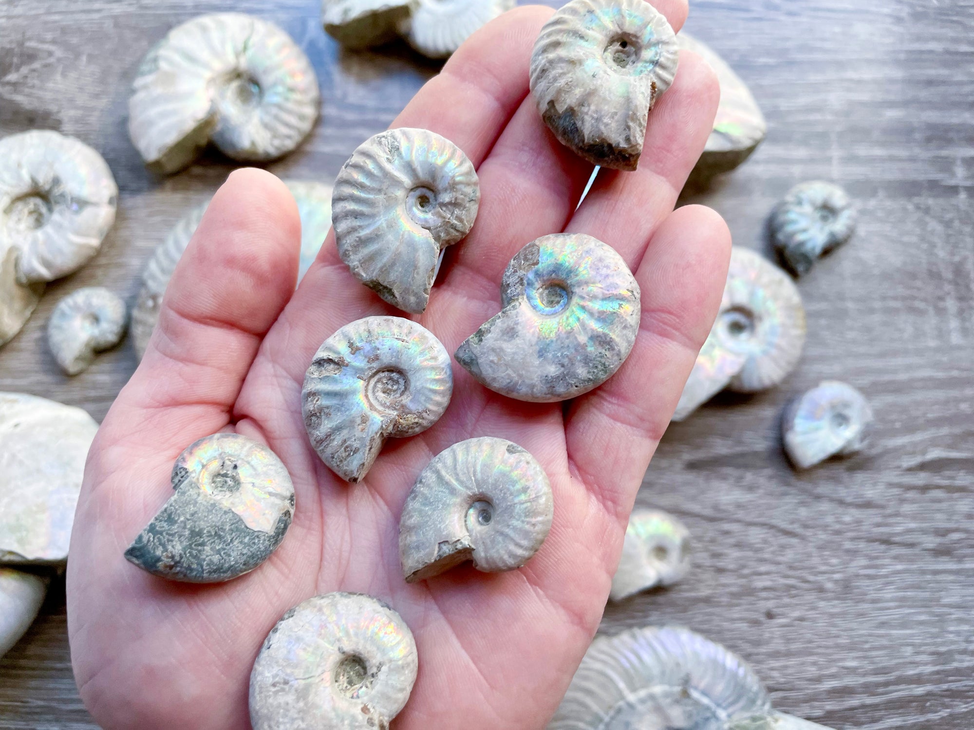 Opalescent Ammonite