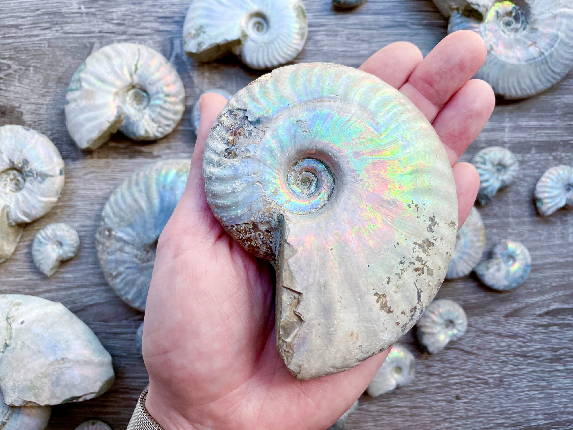 Opalescent Ammonite