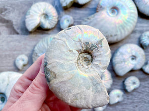 Opalescent Ammonite