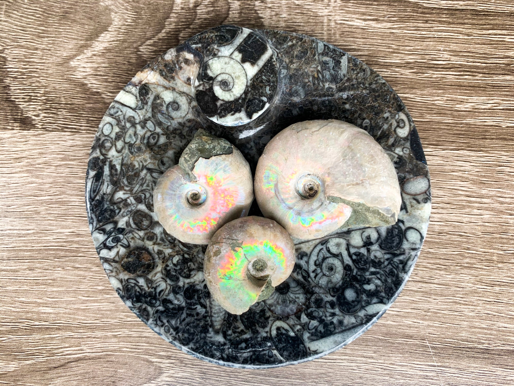 Opalescent Ammonite