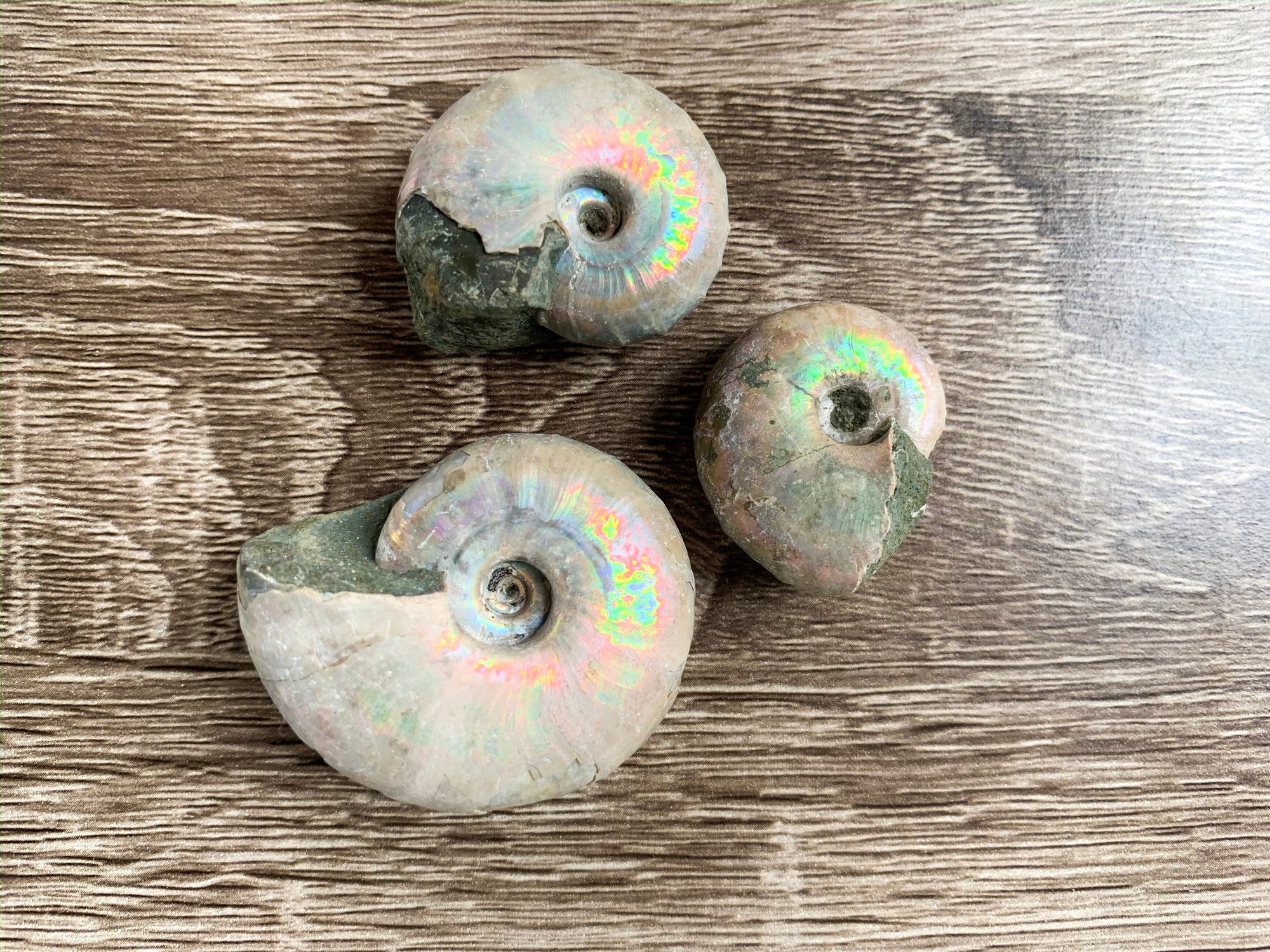 Opalescent Ammonite