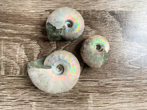 Opalescent Ammonite