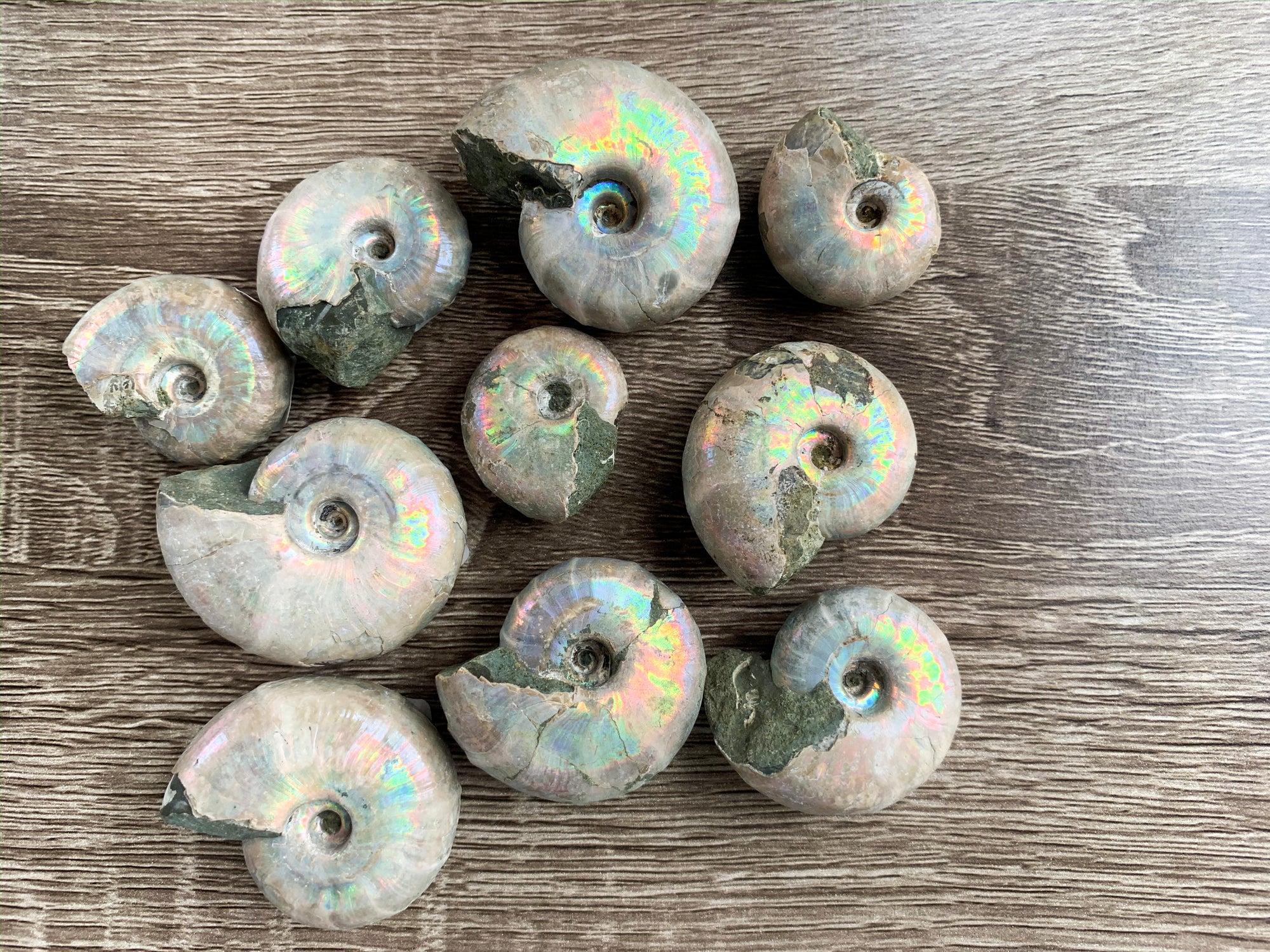 Opalescent Ammonite