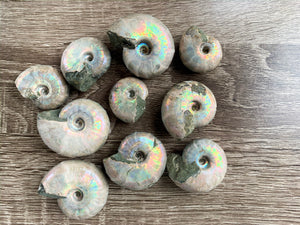 Opalescent Ammonite