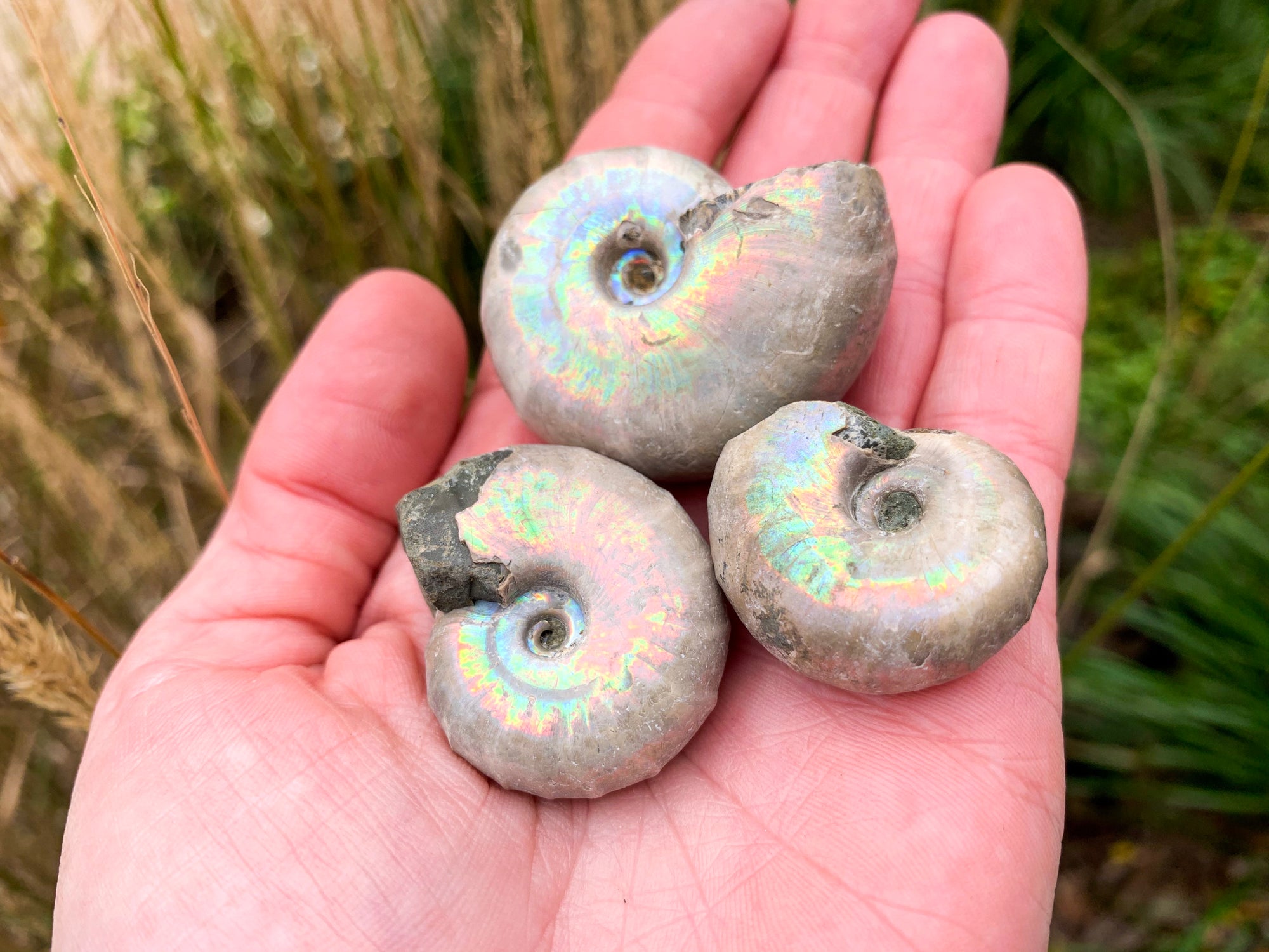 Opalescent Ammonite