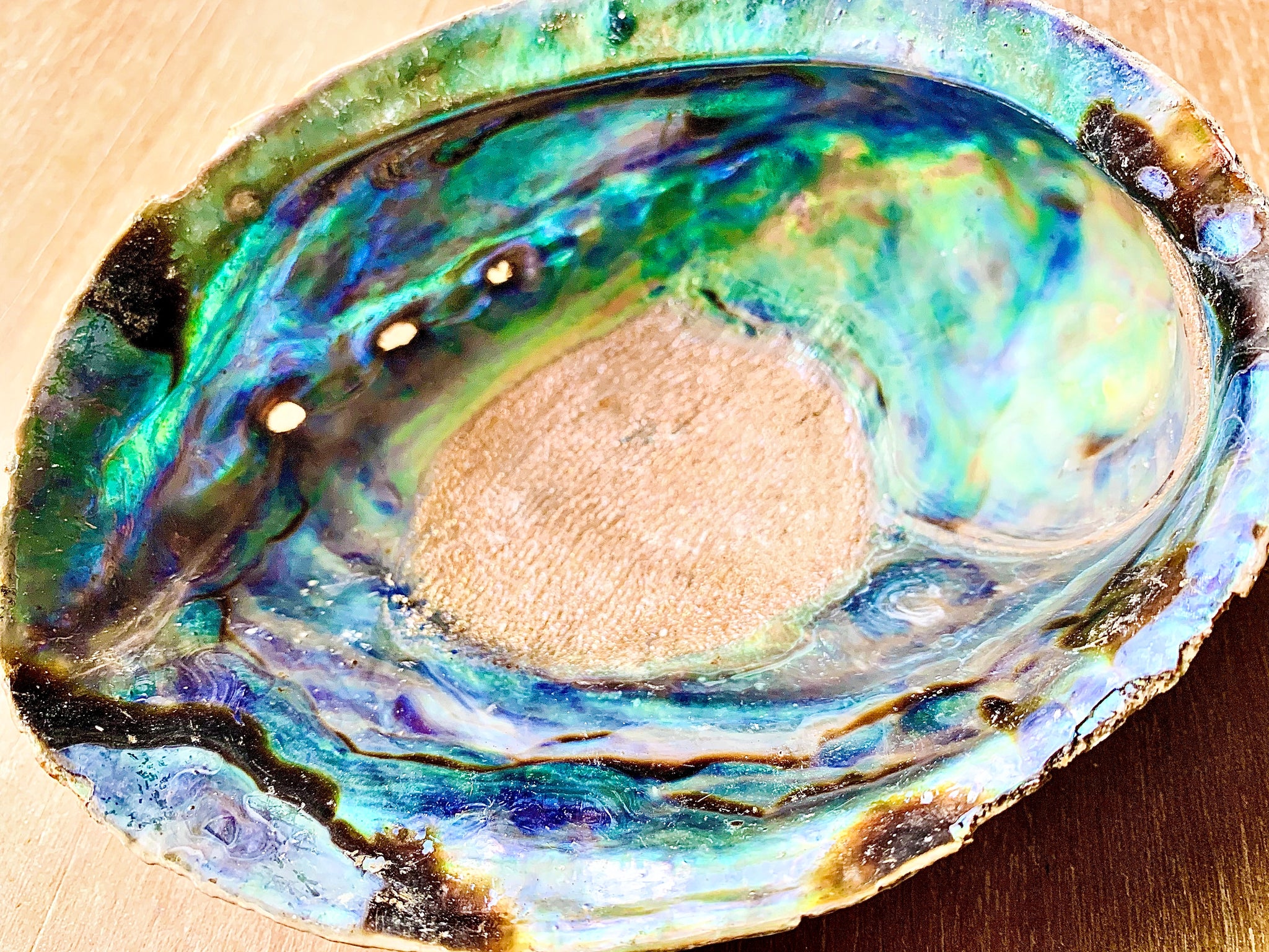 Abalone Shells Inside Shell Inside Of Abalone Shell