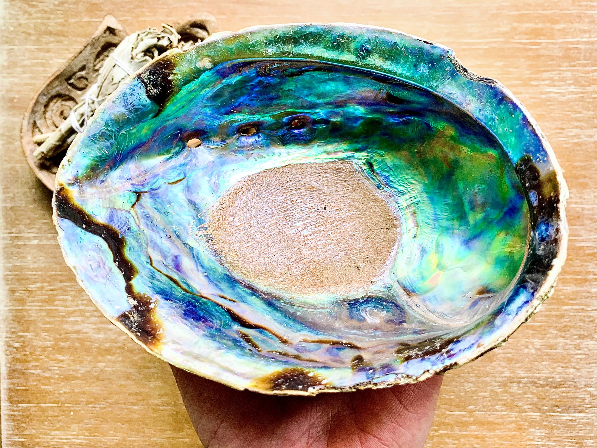 Abalone Shell || Large
