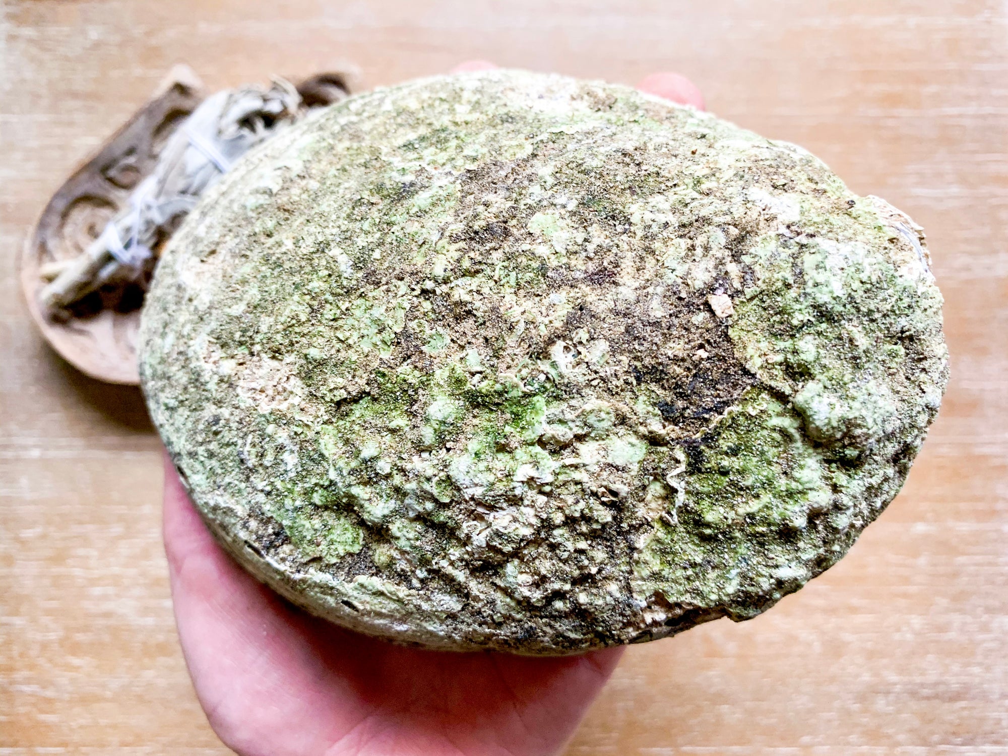 Abalone Shell || Large
