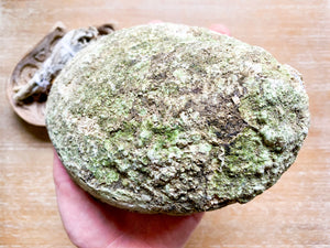 Abalone Shell || Large