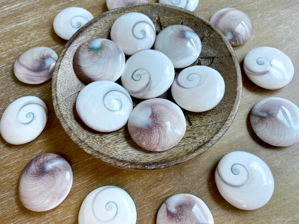 Shell Operculum Length Operculum Shell UFO Palm Stone - Angelic Roots