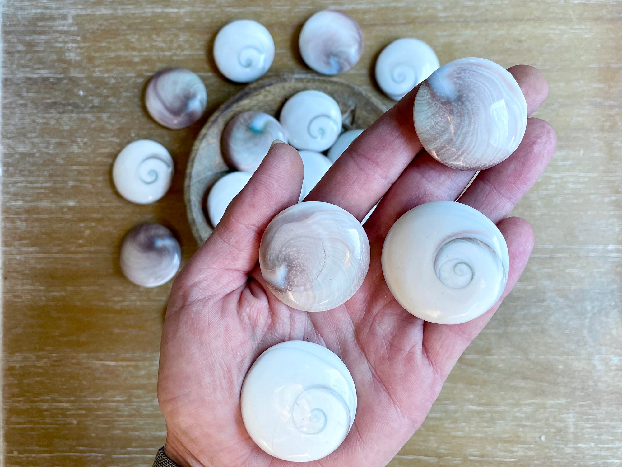 Operculum Shell UFO