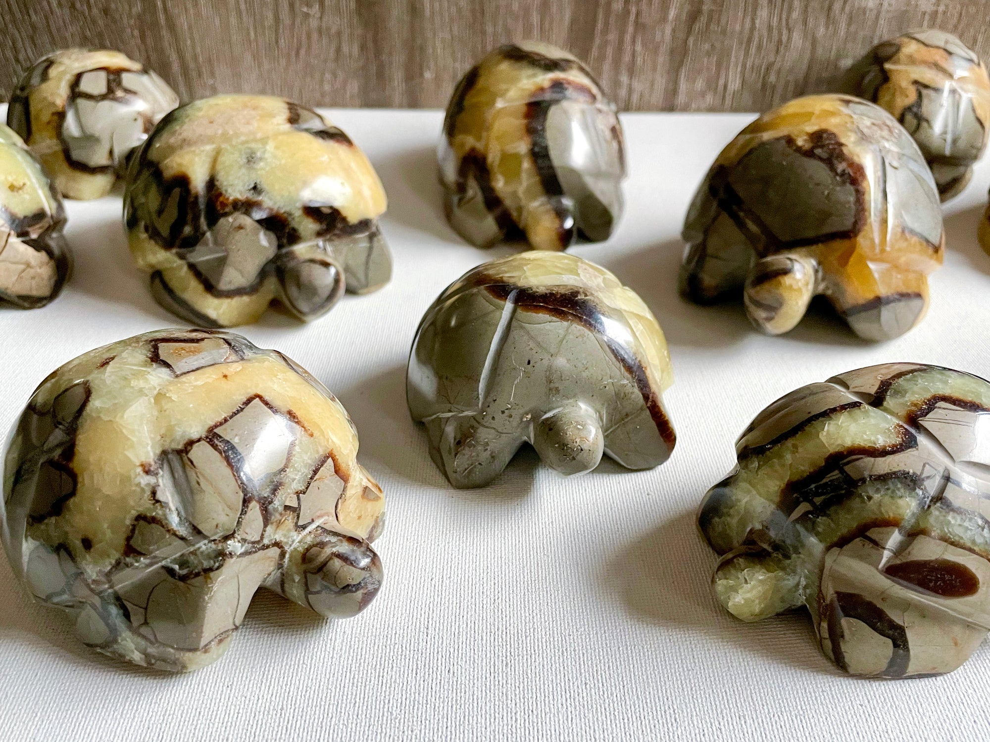 Septarian Turtle