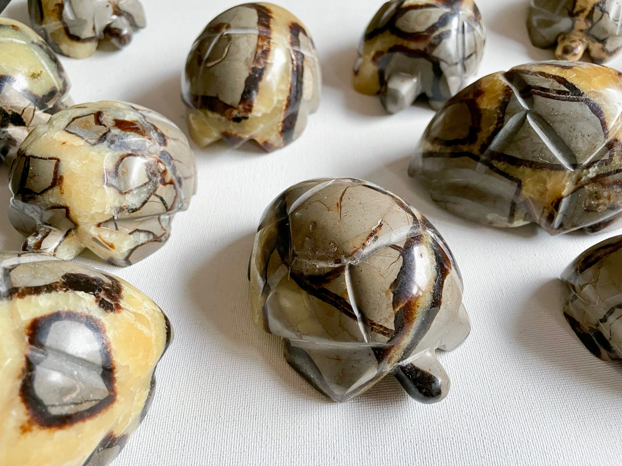 Septarian Turtle