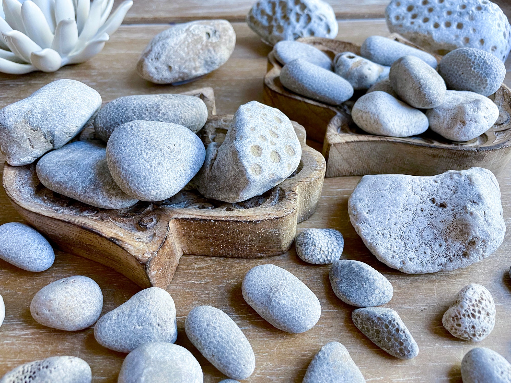 Petoskey Stone