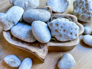 Petoskey Stone