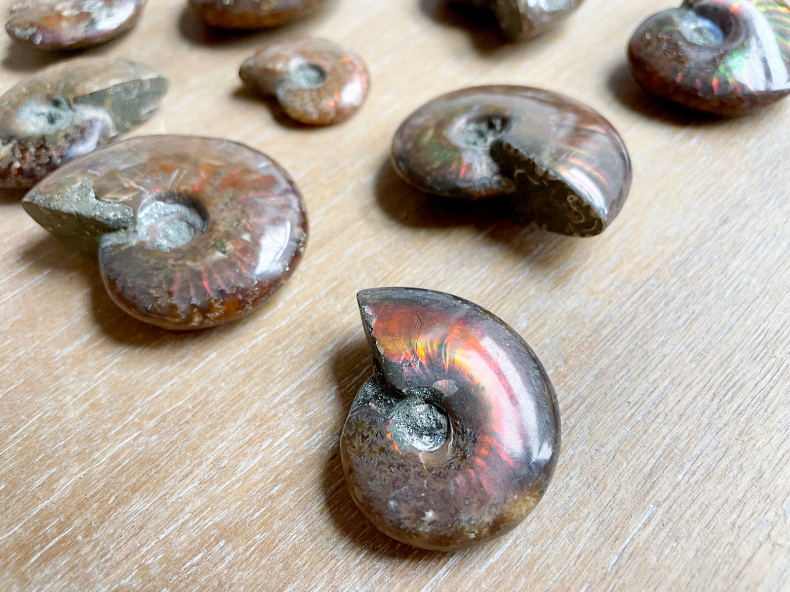 Red Flash Ammonite